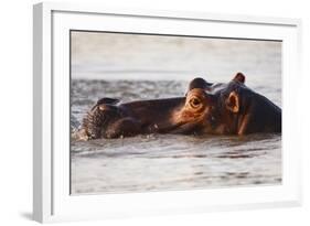 Hippopotamus-Michele Westmorland-Framed Photographic Print