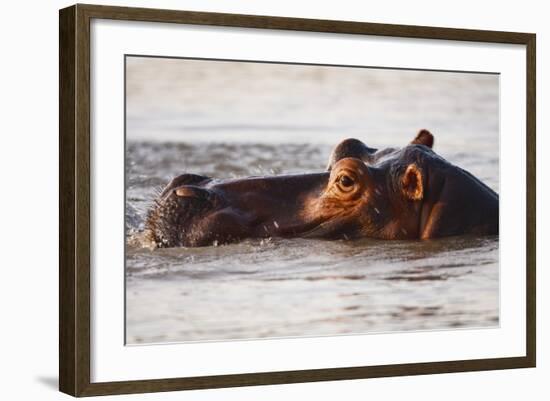 Hippopotamus-Michele Westmorland-Framed Photographic Print