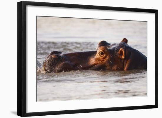 Hippopotamus-Michele Westmorland-Framed Photographic Print