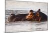 Hippopotamus-Michele Westmorland-Mounted Photographic Print