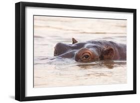 Hippopotamus-Michele Westmorland-Framed Photographic Print