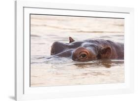 Hippopotamus-Michele Westmorland-Framed Photographic Print