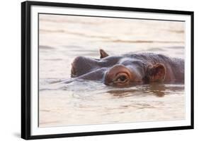 Hippopotamus-Michele Westmorland-Framed Photographic Print