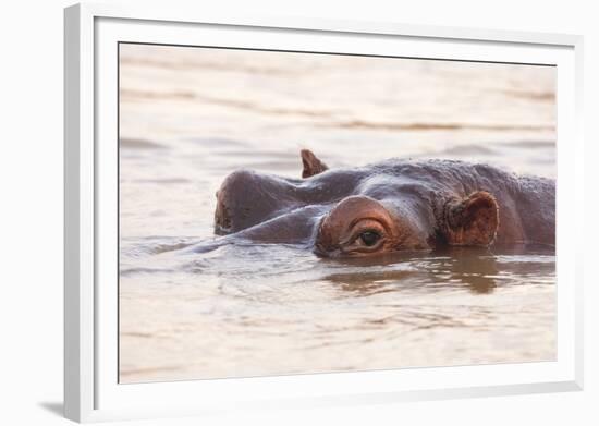 Hippopotamus-Michele Westmorland-Framed Photographic Print