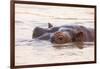 Hippopotamus-Michele Westmorland-Framed Photographic Print