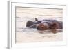 Hippopotamus-Michele Westmorland-Framed Photographic Print