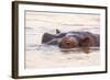 Hippopotamus-Michele Westmorland-Framed Photographic Print