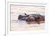 Hippopotamus-Michele Westmorland-Framed Photographic Print