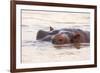 Hippopotamus-Michele Westmorland-Framed Photographic Print