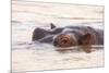 Hippopotamus-Michele Westmorland-Mounted Photographic Print