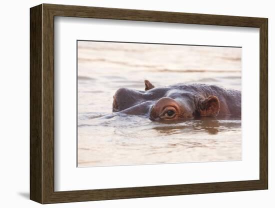 Hippopotamus-Michele Westmorland-Framed Photographic Print