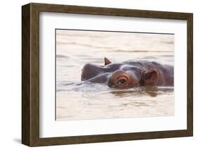Hippopotamus-Michele Westmorland-Framed Photographic Print