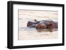 Hippopotamus-Michele Westmorland-Framed Photographic Print