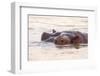 Hippopotamus-Michele Westmorland-Framed Photographic Print