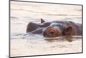 Hippopotamus-Michele Westmorland-Mounted Photographic Print