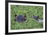 Hippopotamus-DLILLC-Framed Photographic Print