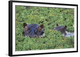 Hippopotamus-DLILLC-Framed Photographic Print