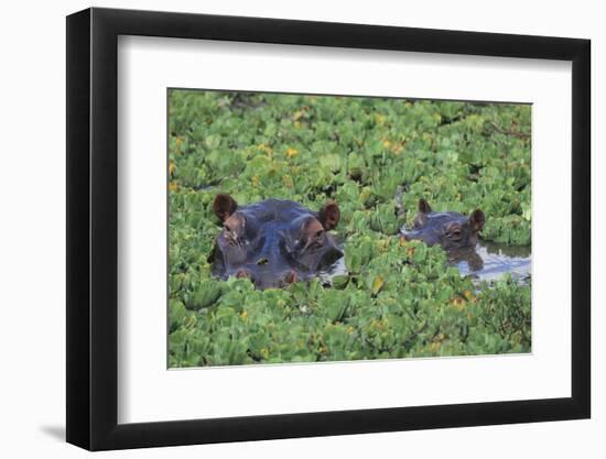 Hippopotamus-DLILLC-Framed Photographic Print