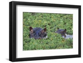 Hippopotamus-DLILLC-Framed Photographic Print