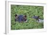 Hippopotamus-DLILLC-Framed Photographic Print