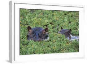 Hippopotamus-DLILLC-Framed Photographic Print