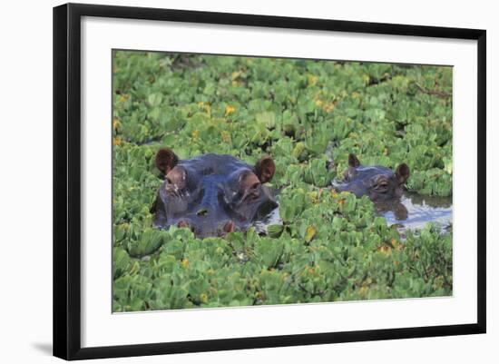 Hippopotamus-DLILLC-Framed Photographic Print