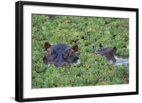 Hippopotamus-DLILLC-Framed Photographic Print