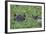 Hippopotamus-DLILLC-Framed Photographic Print