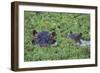 Hippopotamus-DLILLC-Framed Photographic Print