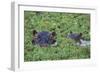 Hippopotamus-DLILLC-Framed Photographic Print