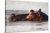 Hippopotamus-Michele Westmorland-Stretched Canvas