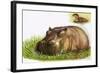 Hippopotamus-Leslie Field Marchant-Framed Giclee Print