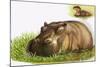 Hippopotamus-Leslie Field Marchant-Mounted Giclee Print