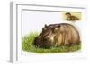 Hippopotamus-Leslie Field Marchant-Framed Giclee Print