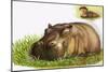 Hippopotamus-Leslie Field Marchant-Mounted Giclee Print