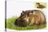 Hippopotamus-Leslie Field Marchant-Stretched Canvas