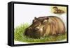 Hippopotamus-Leslie Field Marchant-Framed Stretched Canvas