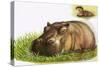 Hippopotamus-Leslie Field Marchant-Stretched Canvas