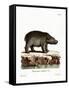 Hippopotamus-null-Framed Stretched Canvas