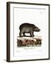 Hippopotamus-null-Framed Giclee Print