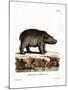 Hippopotamus-null-Mounted Giclee Print