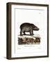 Hippopotamus-null-Framed Giclee Print