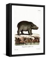 Hippopotamus-null-Framed Stretched Canvas