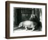 Hippopotamuses Joan and Jimmy at London Zoo in 1927 (B/W Photo)-Frederick William Bond-Framed Giclee Print