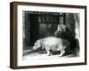 Hippopotamuses Joan and Jimmy at London Zoo in 1927 (B/W Photo)-Frederick William Bond-Framed Giclee Print