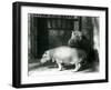 Hippopotamuses Joan and Jimmy at London Zoo in 1927 (B/W Photo)-Frederick William Bond-Framed Giclee Print