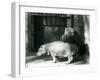 Hippopotamuses Joan and Jimmy at London Zoo in 1927 (B/W Photo)-Frederick William Bond-Framed Giclee Print