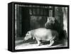 Hippopotamuses Joan and Jimmy at London Zoo in 1927 (B/W Photo)-Frederick William Bond-Framed Stretched Canvas