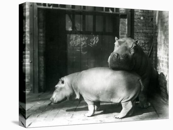 Hippopotamuses Joan and Jimmy at London Zoo in 1927 (B/W Photo)-Frederick William Bond-Stretched Canvas
