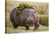 Hippopotomaus Walking on Savanna with Vegetation on it's Back-Paul Souders-Stretched Canvas